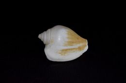 Image of <i>Strombus canarium</i>