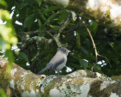 Image of Forest flycatcher