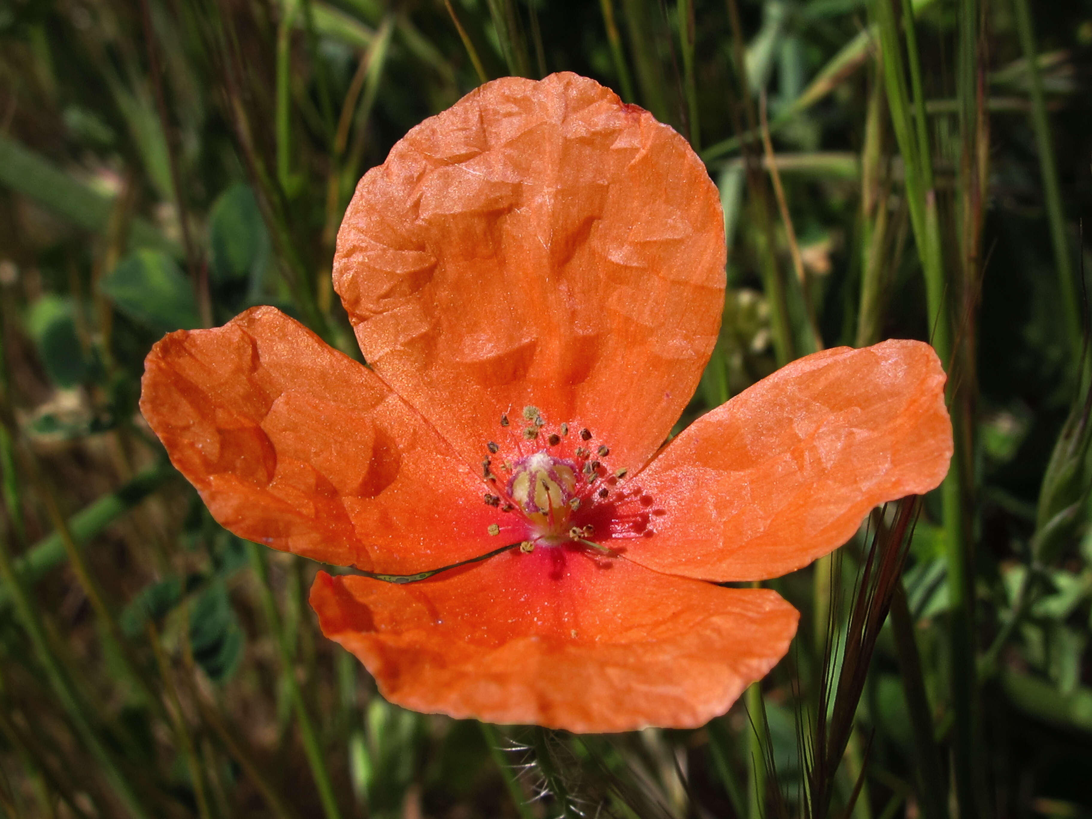 Image of Mediterranean Poppy