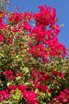 Слика од Bougainvillea