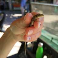 Image of Balkan Green Lizard