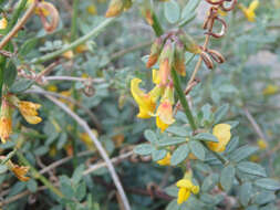 Image of Acmispon glaber