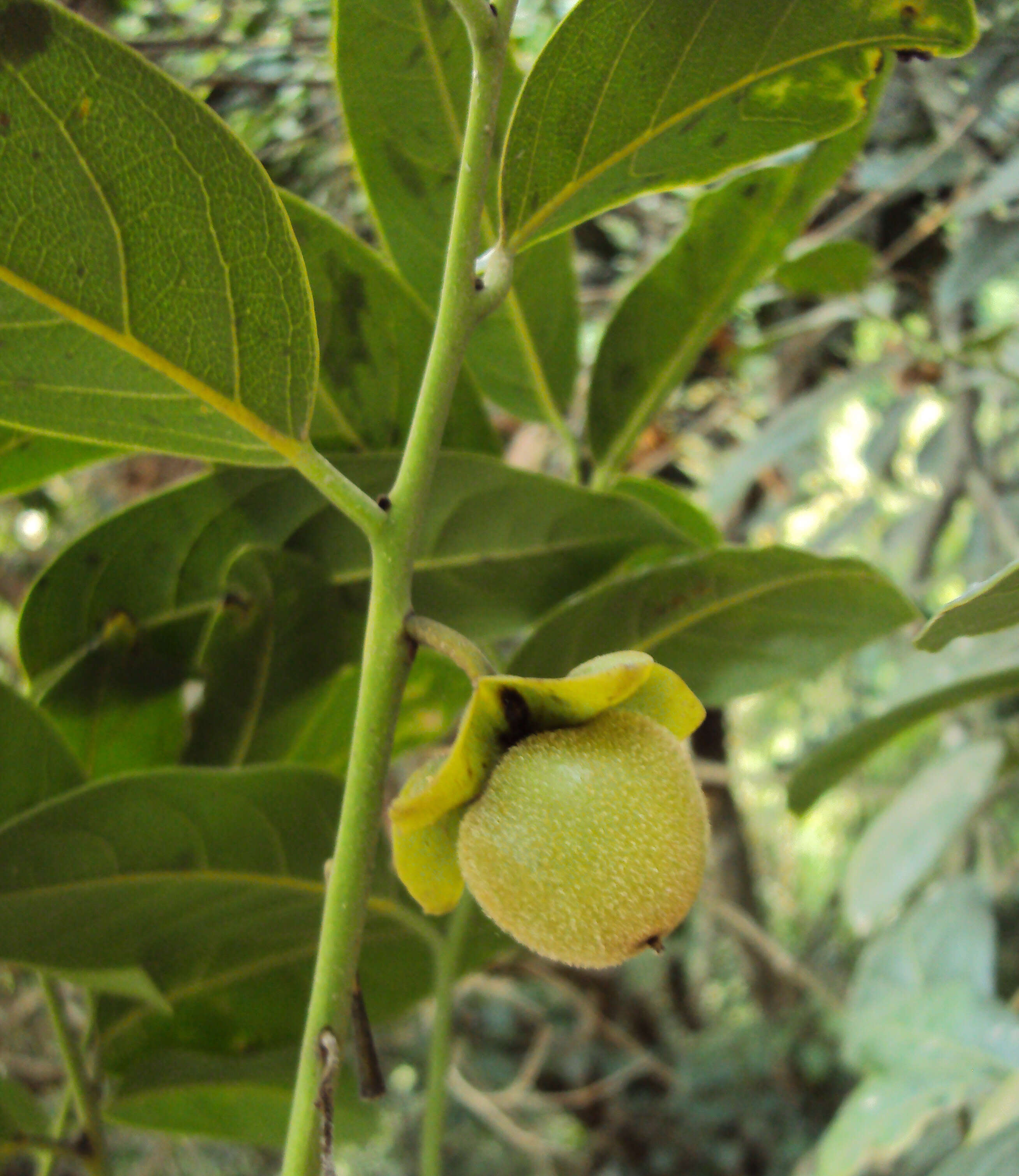 Sivun Diospyros paniculata Dalzell kuva