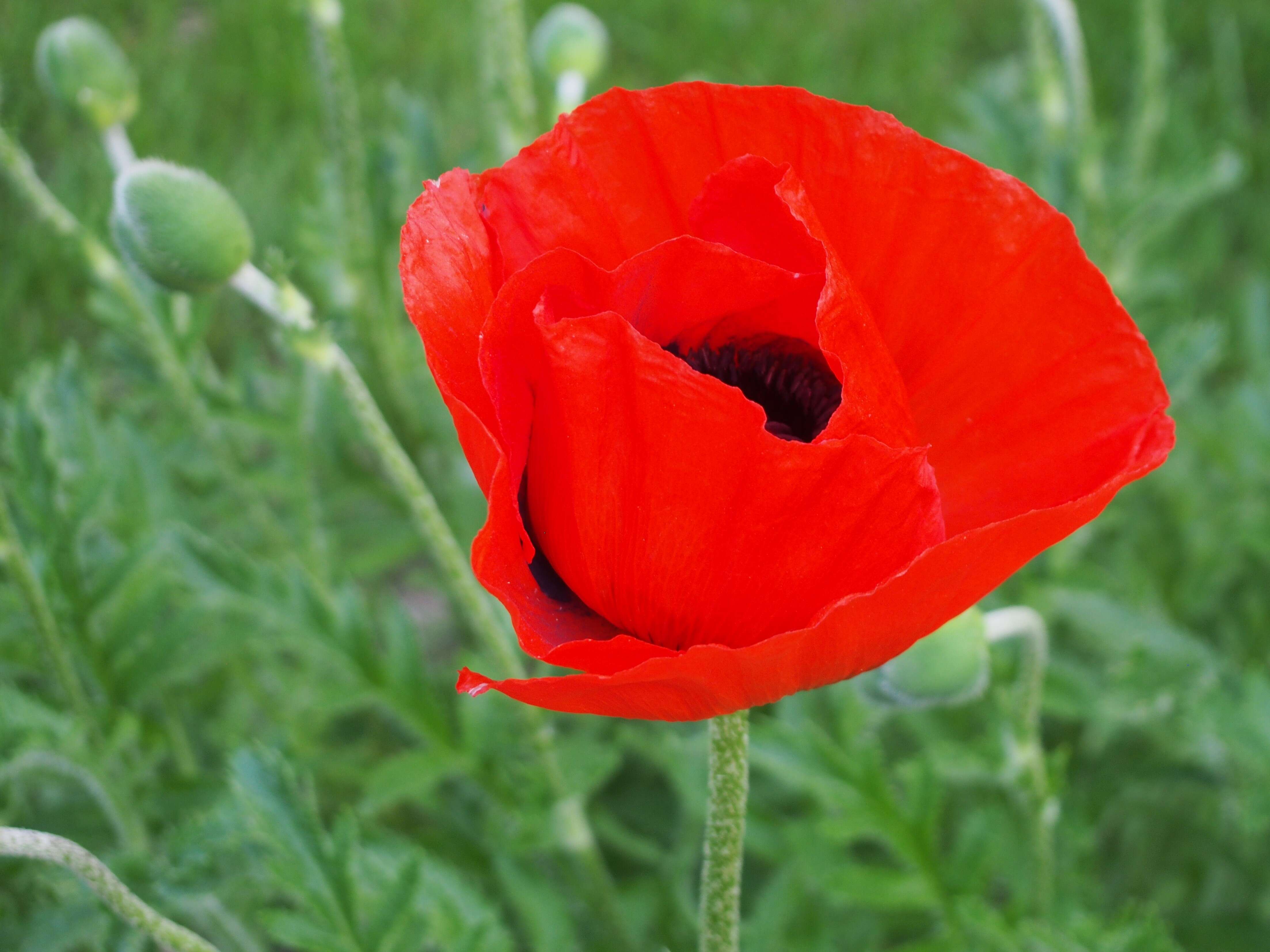 Image of Oriental poppy