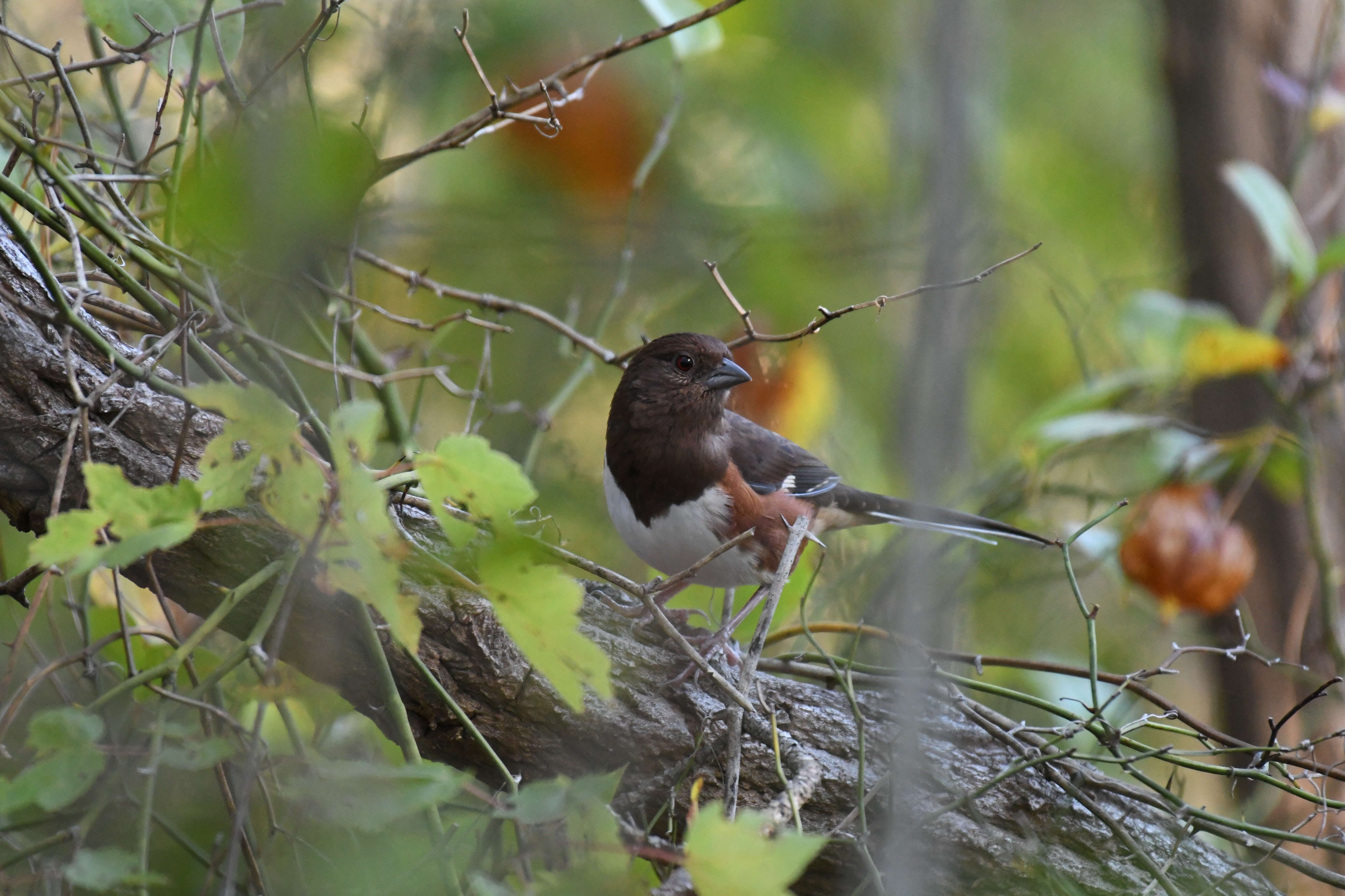 Image of Eastern Towhee