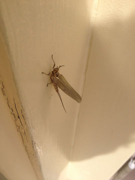 Image of Hexagenia Mayfly