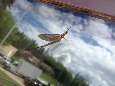 Image of Hexagenia Mayfly