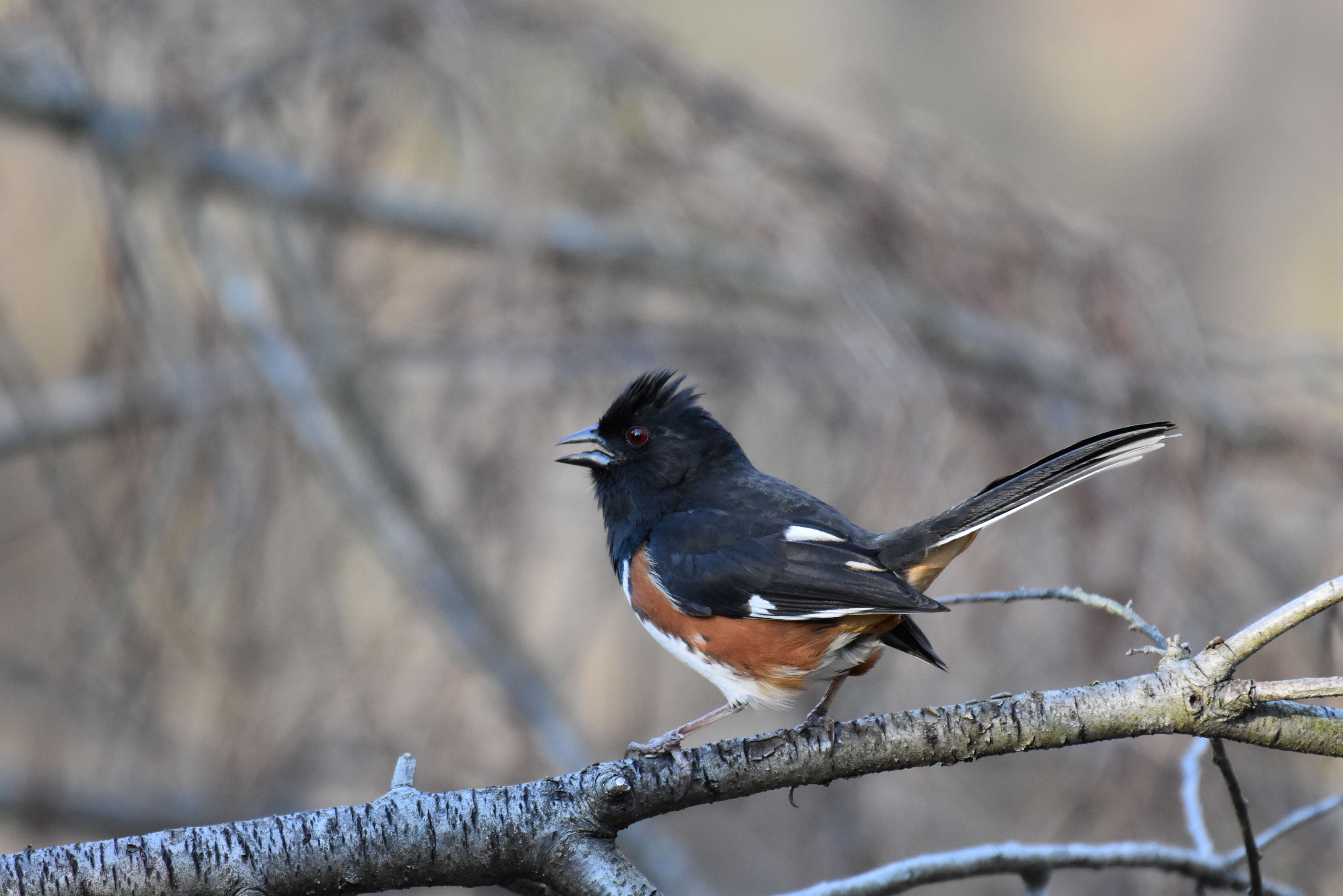 Image of Eastern Towhee