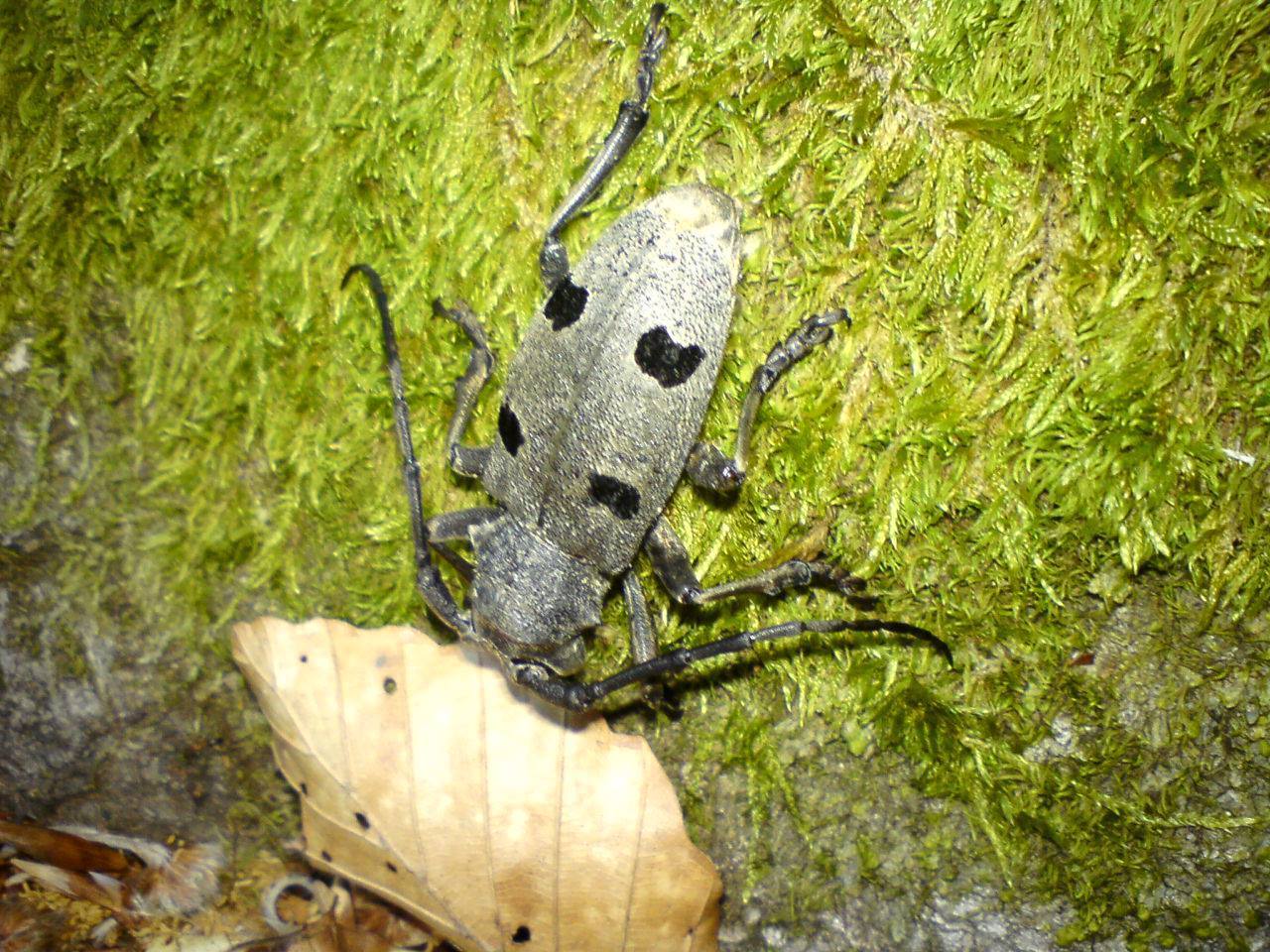 Image of Long-horned beetle