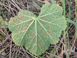 Imagem de Puccinia malvacearum Bertero ex Mont. 1852