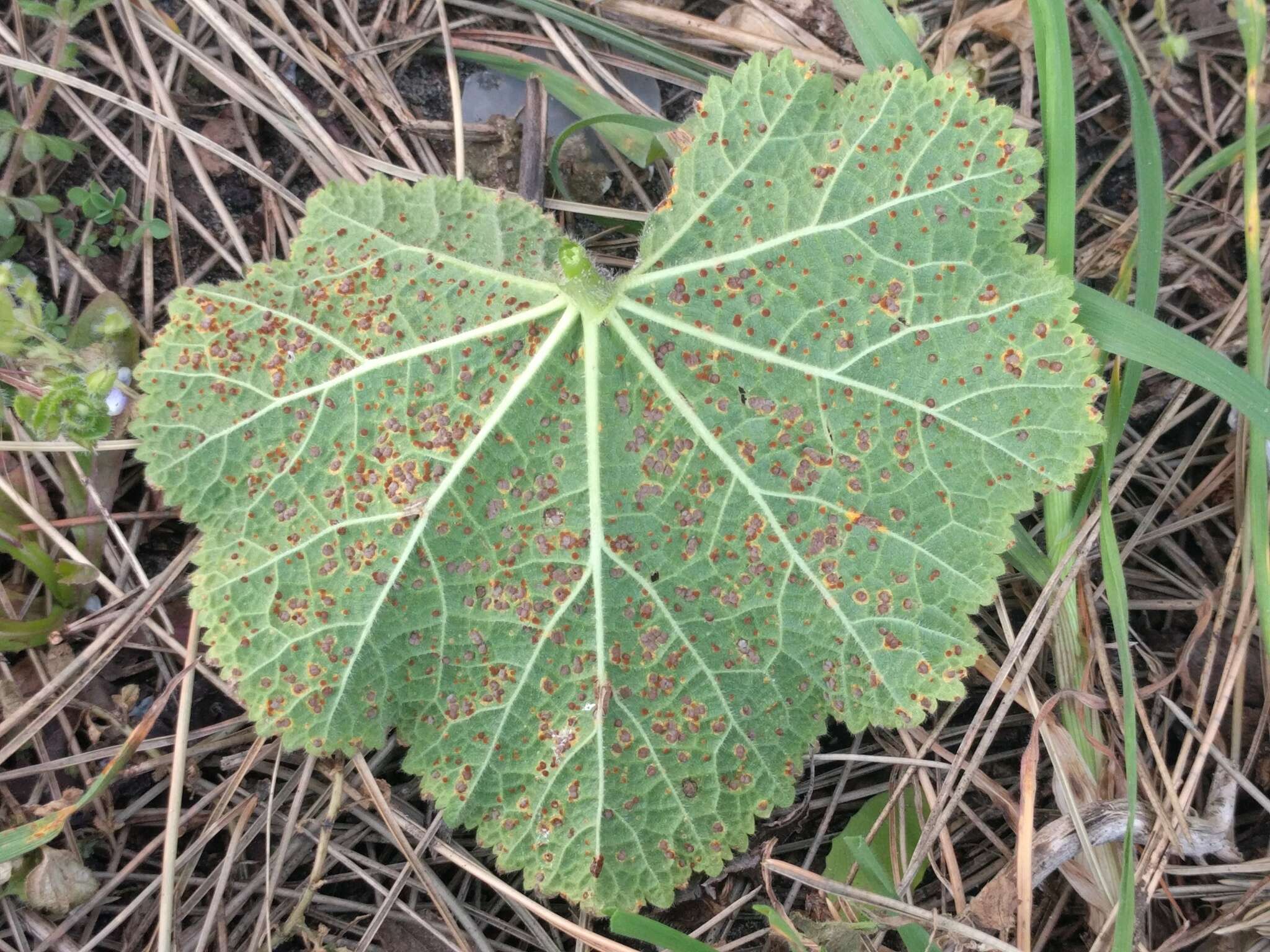 Image of Puccinia malvacearum Bertero ex Mont. 1852