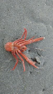 Image of Red Crab