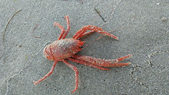 18.https www inaturalist org photos 4198038.580x360