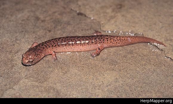 Image of Northern red salamander