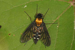 Image of Golden-backed Snipe Fly