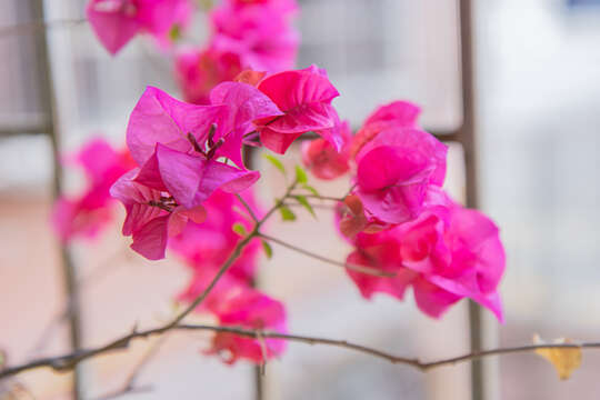 Слика од Bougainvillea