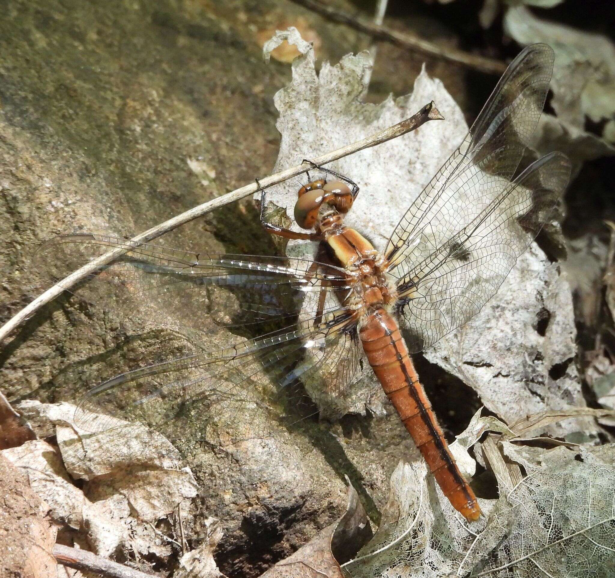 Image of Chalk-fronted Corporal