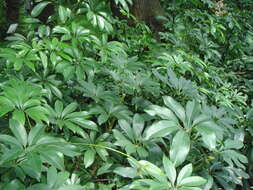 Image of Dwarf Umbrella Tree