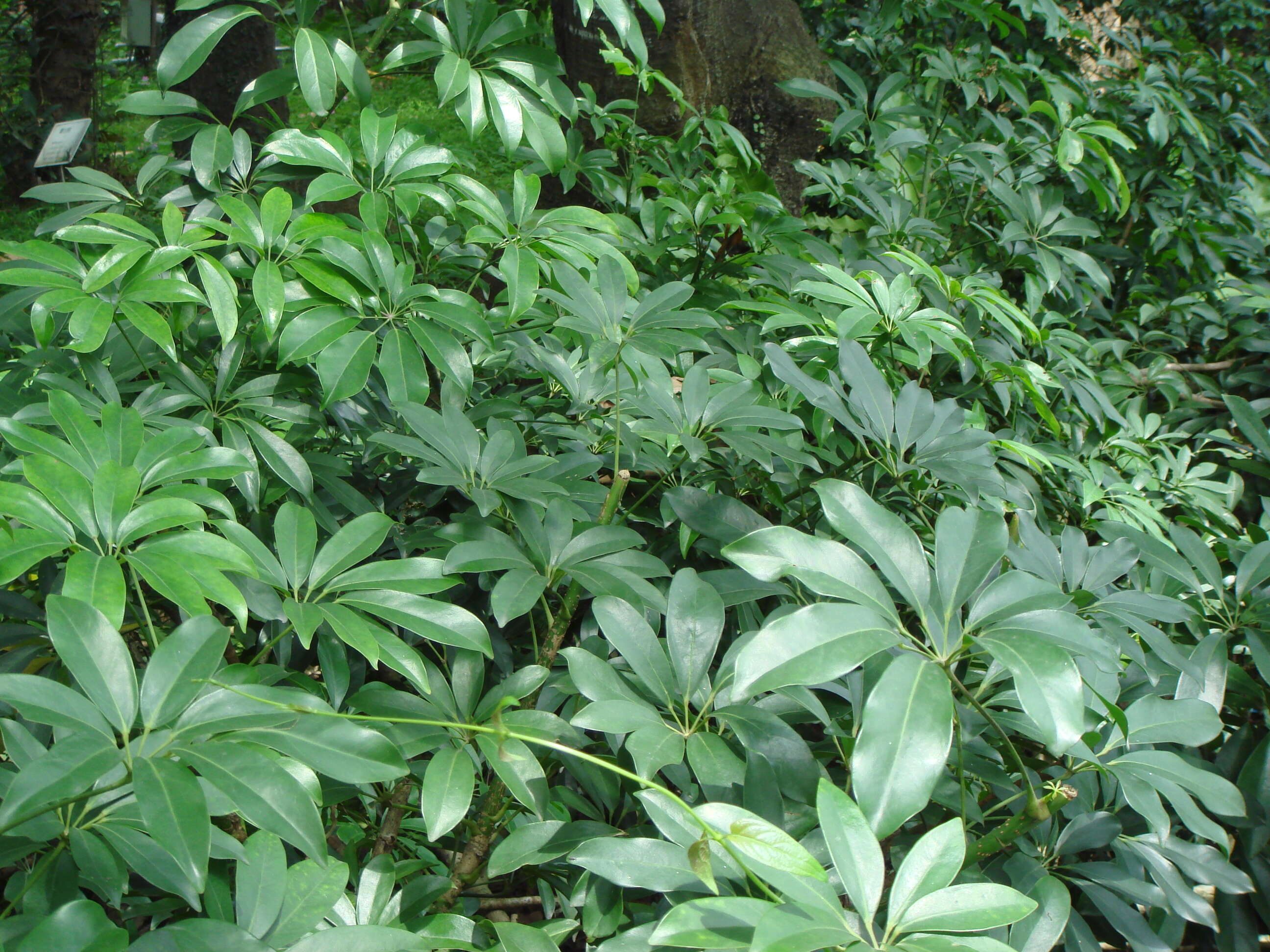 Image of Dwarf Umbrella Tree