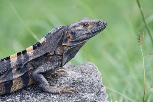 Image of Ctenosaura