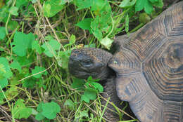 Image of Alcedo Volcano giant tortoise