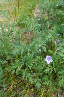 Imagem de Erodium laciniatum (Cav.) Willd.