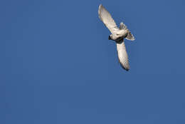 Image of Black-faced Cuckoo-shrike