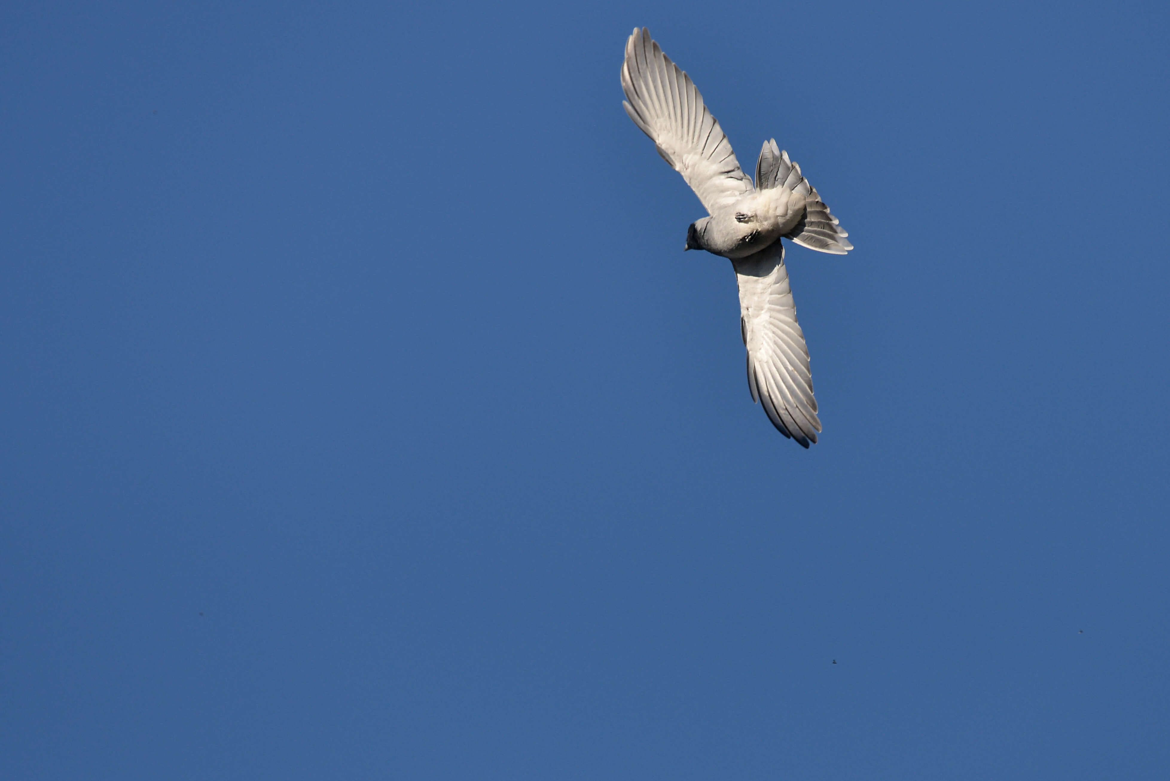 Image of Black-faced Cuckoo-shrike