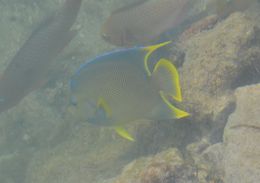 Image of Holacanthus bermudensis Goode 1876