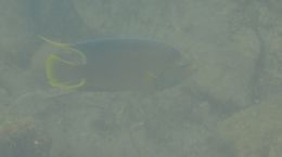 Image of Holacanthus bermudensis Goode 1876