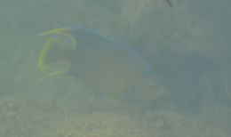 Image of Holacanthus bermudensis Goode 1876