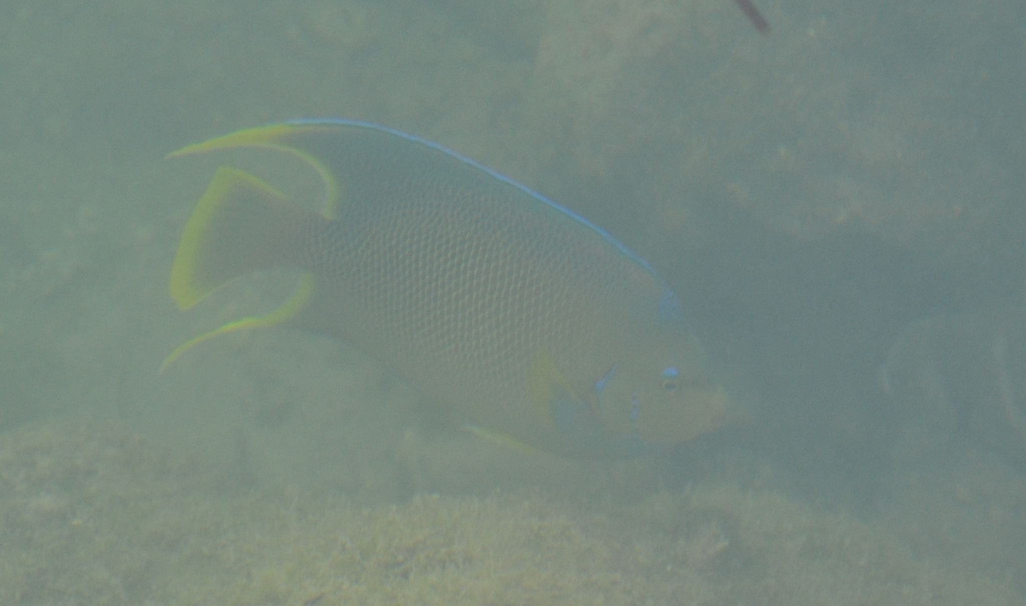 Image of Holacanthus bermudensis Goode 1876