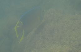 Image of Holacanthus bermudensis Goode 1876