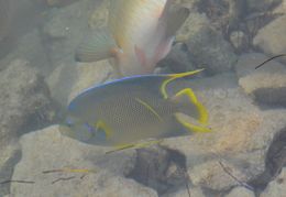 Image of Holacanthus bermudensis Goode 1876