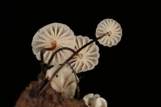 Image of Marasmius rotula (Scop.) Fr. 1838