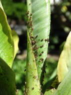 Image of Banana aphid