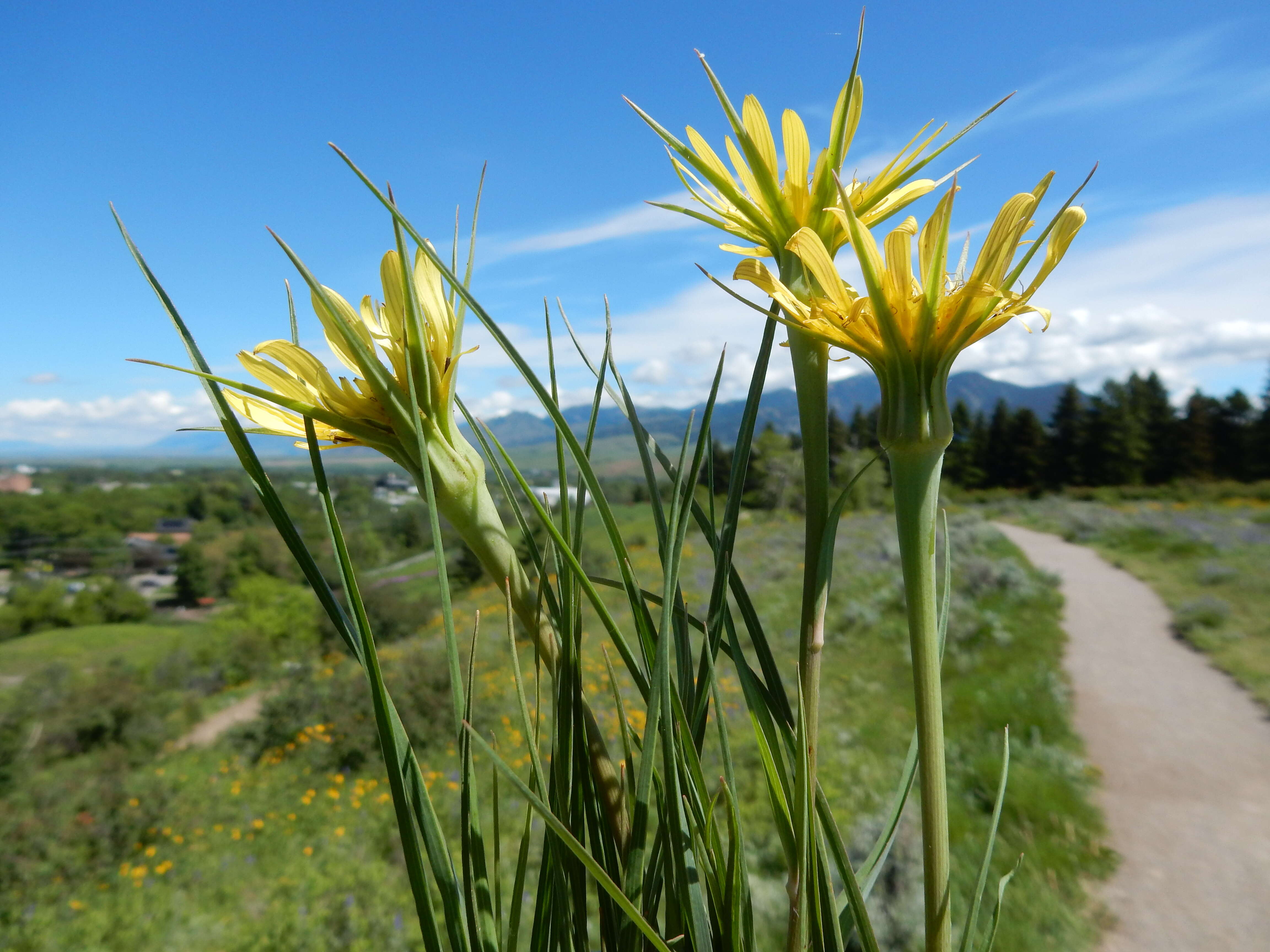 Image of yellow salsify