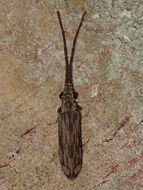 Image of <i>Tenomerga cinerea</i> (Say 1831)