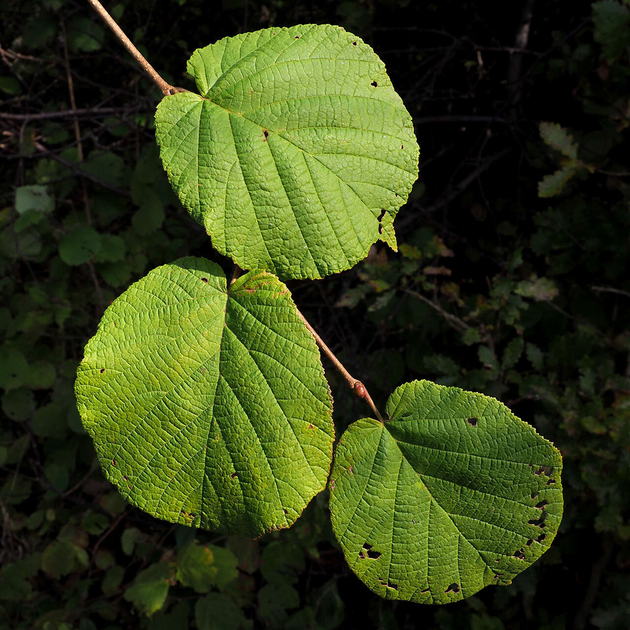 Image of Cobnut