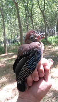 18.https www inaturalist org photos 4204409.580x360
