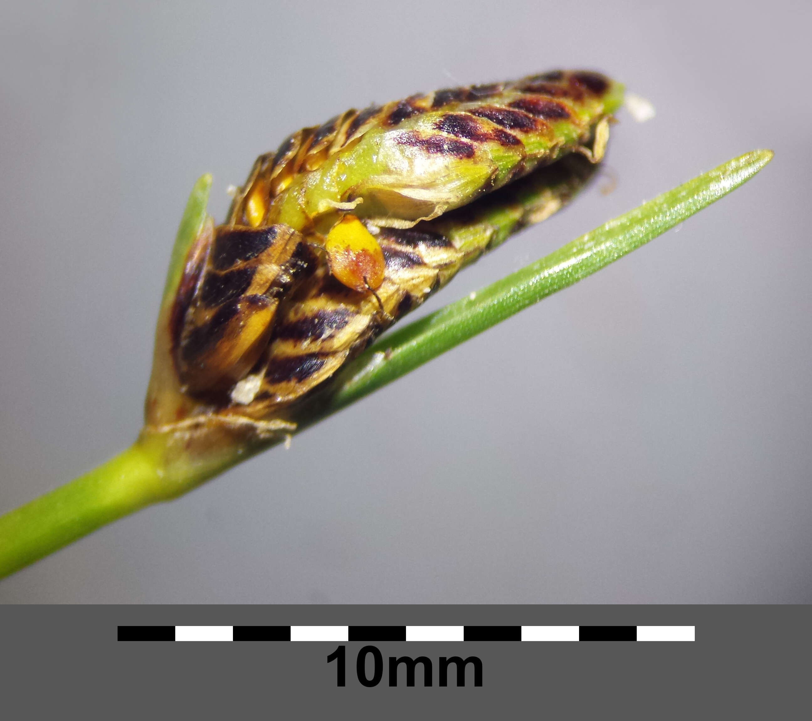 Image of Cyperus pannonicus Jacq.