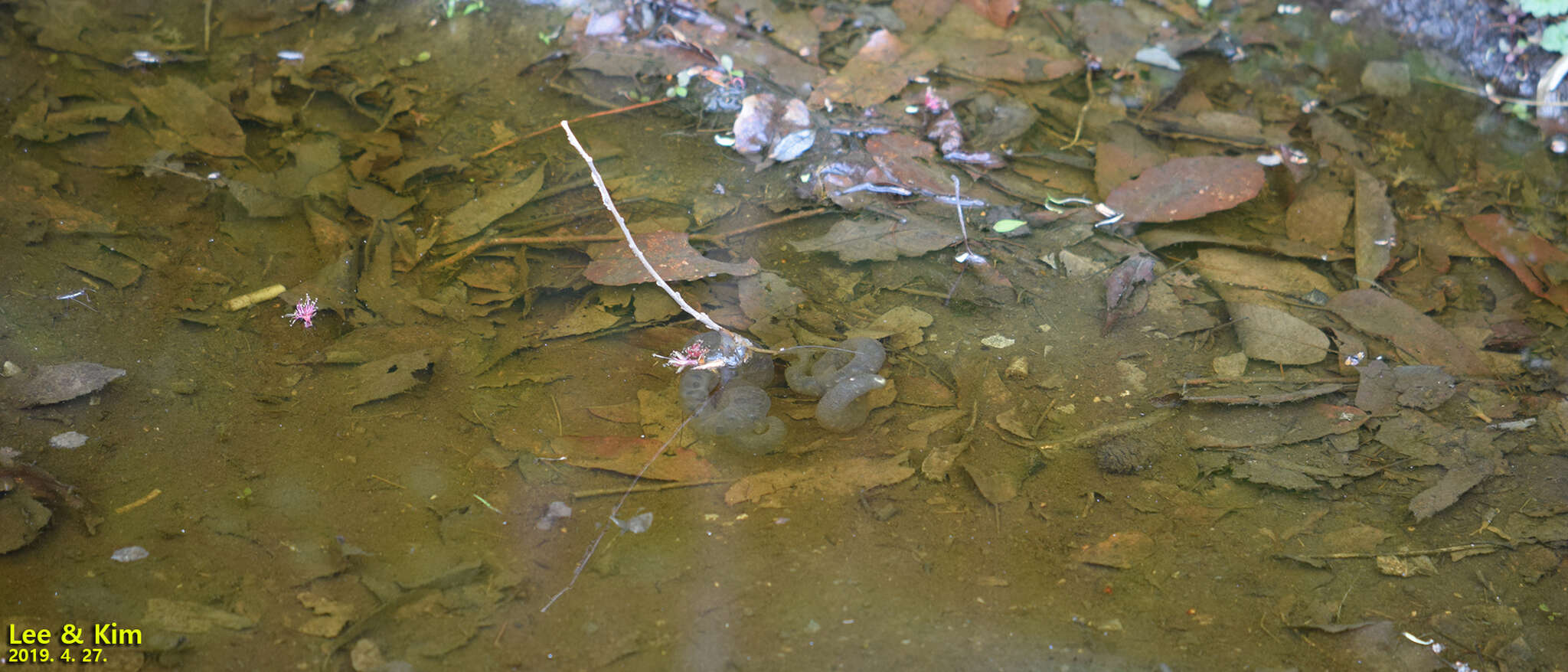 Image of Chinese Salamander