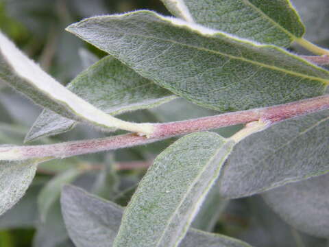 Image of Salix lapponum L.