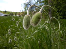 Image of Oriental poppy