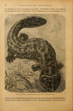 Image of Japanese Giant Salamander