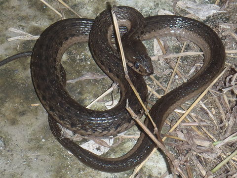 Image of <i>Thamnophis valida</i> (Kennicott 1860)