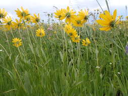 Sivun Helianthella uniflora (Nutt.) Torr. & A. Gray kuva