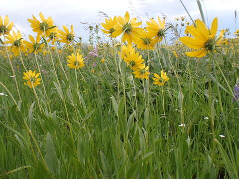 Image of oneflower helianthella