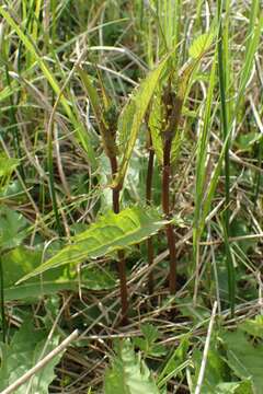 Image of marsh hawk's-beard