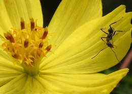 Image of sulphur cosmos